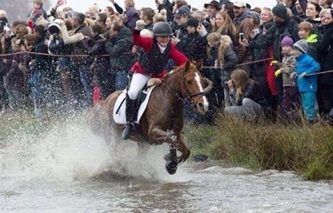 Tysk Sportspony Conny Walker billede 1