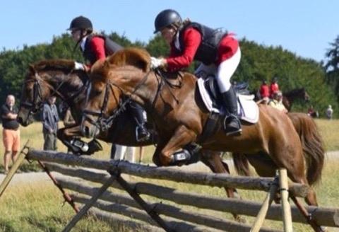 Tysk Sportspony Conny Walker billede 5