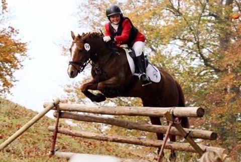Tysk Sportspony Conny Walker billede 6
