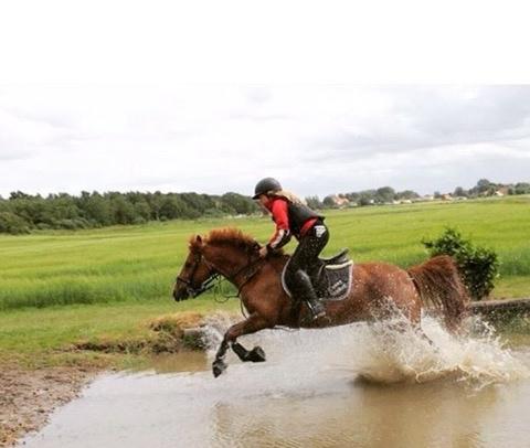 Tysk Sportspony Conny Walker billede 12