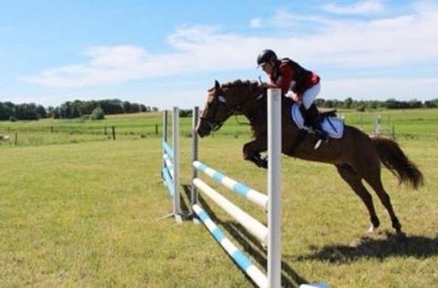 Tysk Sportspony Conny Walker billede 15