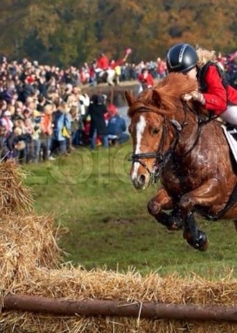 Tysk Sportspony Conny Walker billede 16