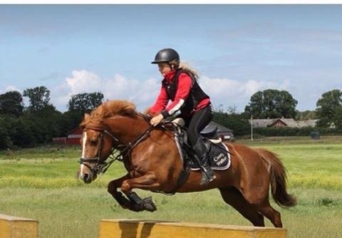 Tysk Sportspony Conny Walker billede 18