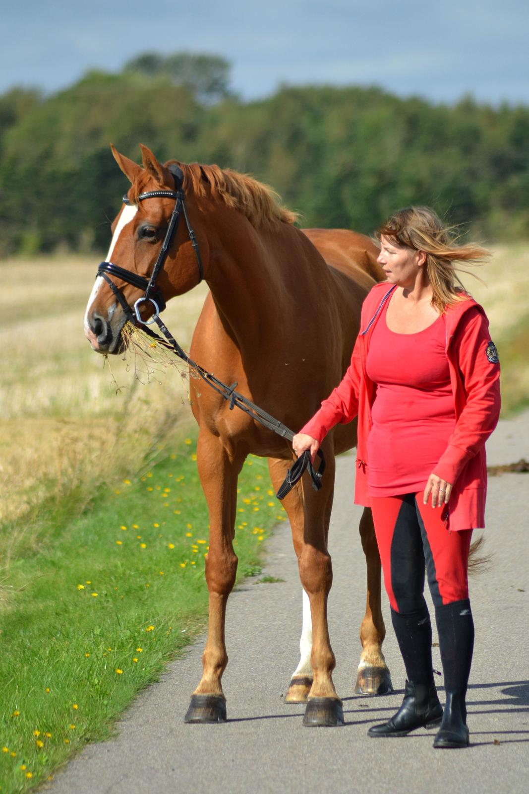 Dansk Varmblod Diamant - dimse og mor! foto: hauge photo billede 19