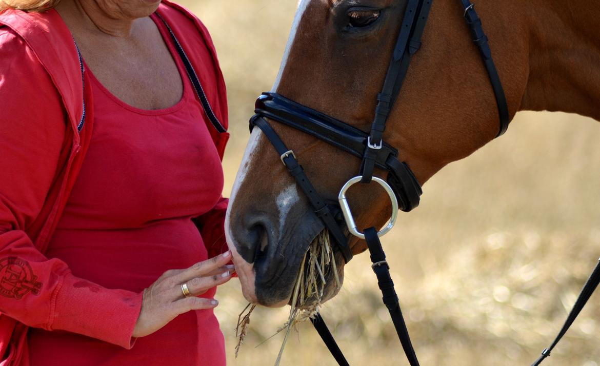 Dansk Varmblod Diamant - dimse og mor! foto: hauge photo billede 20
