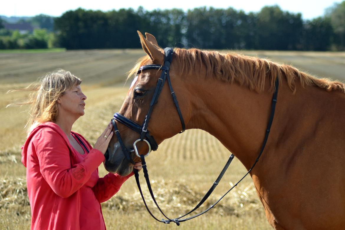 Dansk Varmblod Diamant - dimse og mor! foto: hauge photo billede 21