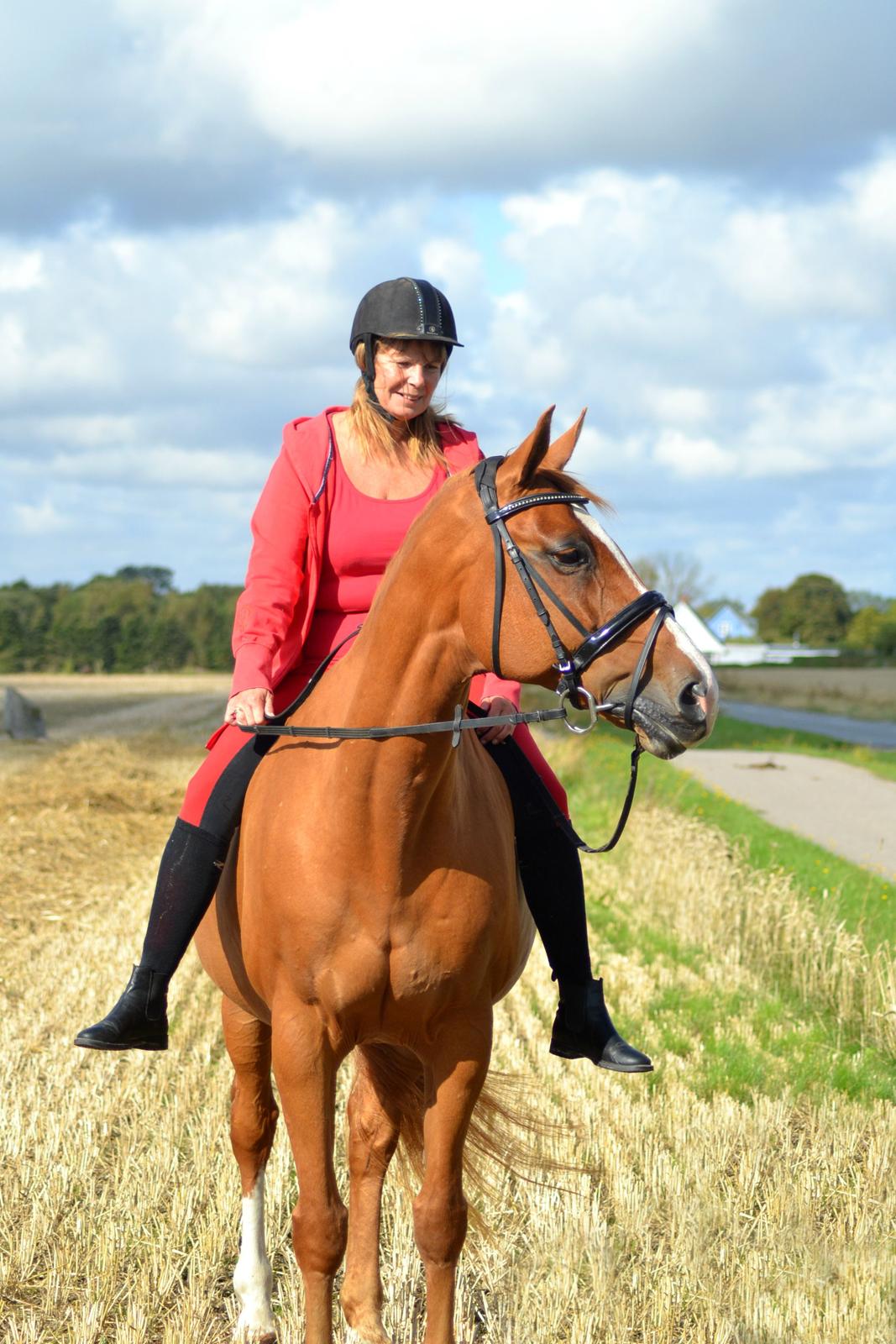 Dansk Varmblod Diamant - dimse og mor! foto: hauge photo billede 26