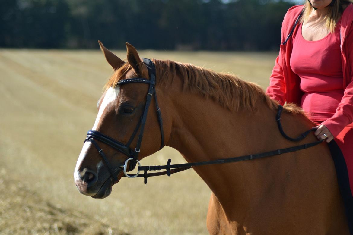 Dansk Varmblod Diamant - dimse og mor! foto: hauge photo billede 27
