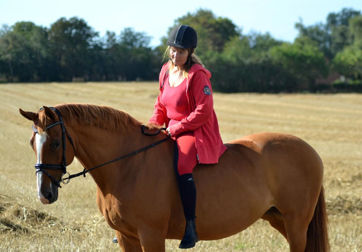 Dansk Varmblod Diamant - dimse og mor! foto: hauge photo billede 28