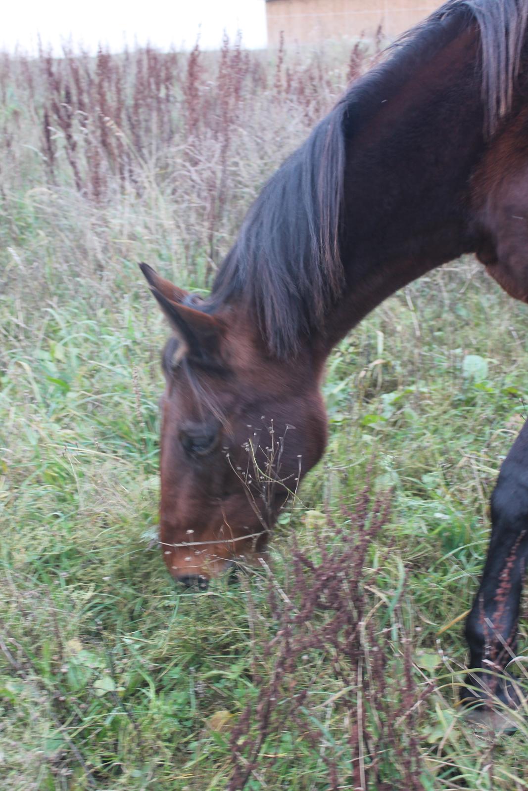 Traver Lady Barca billede 20