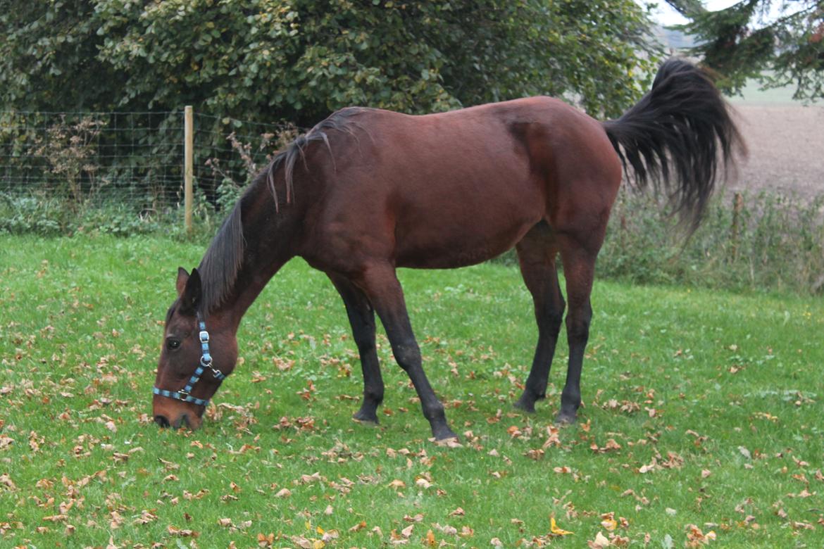 Traver Lady Barca billede 21