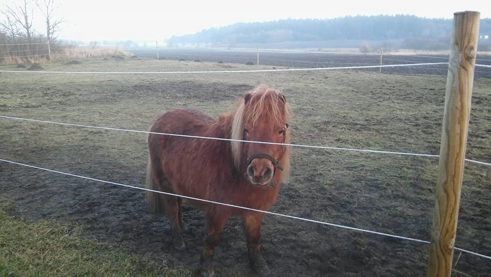 Shetlænder Fersken billede 4