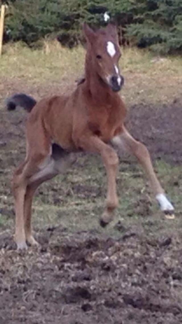 Arabisk fuldblod (OX) Sir Caspian Geza R I Pox billede 21