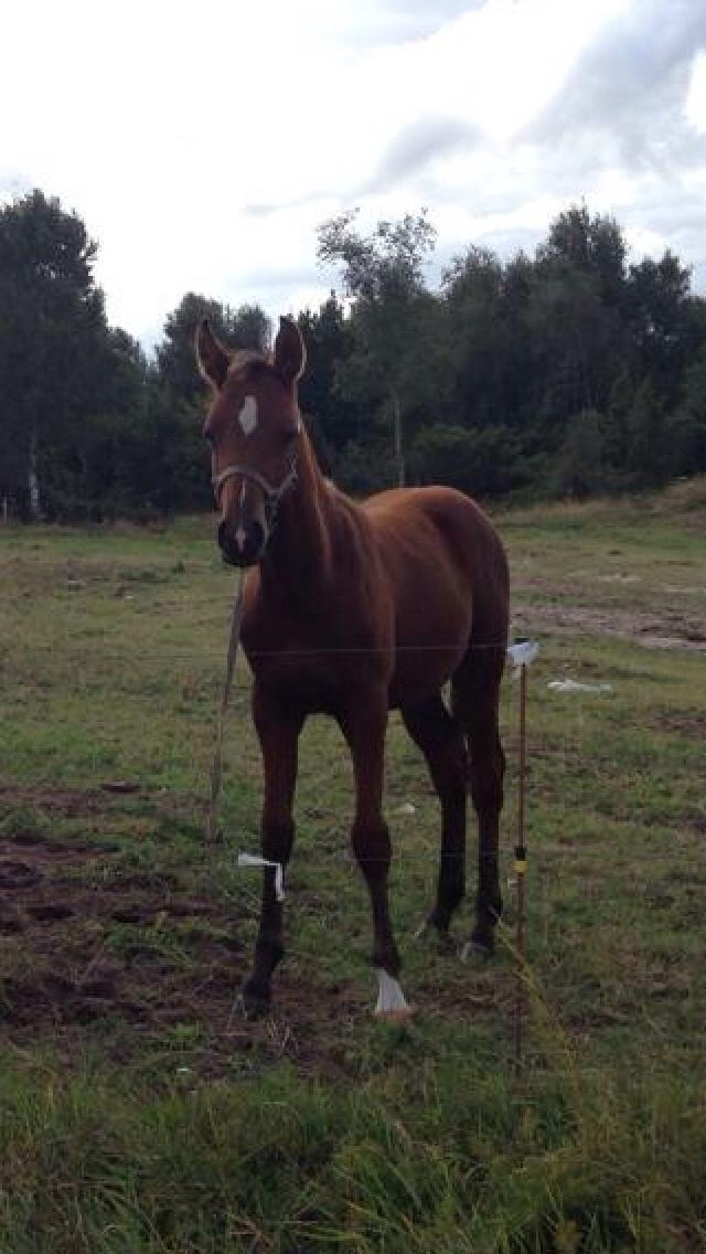 Arabisk fuldblod (OX) Sir Caspian Geza R I Pox billede 22