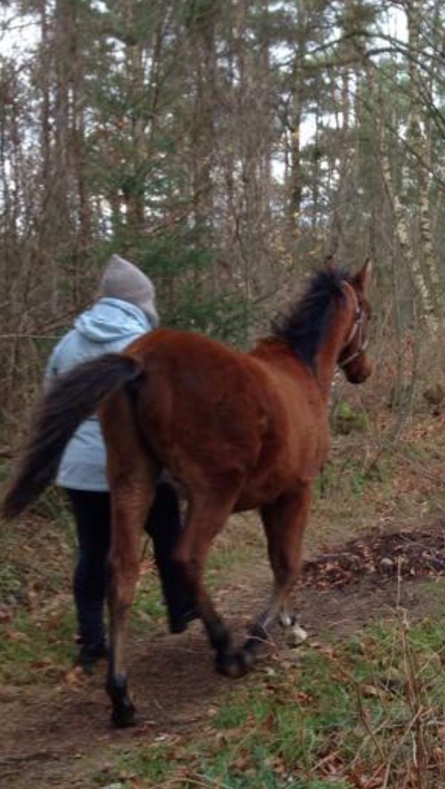 Arabisk fuldblod (OX) Sir Caspian Geza R I Pox billede 23