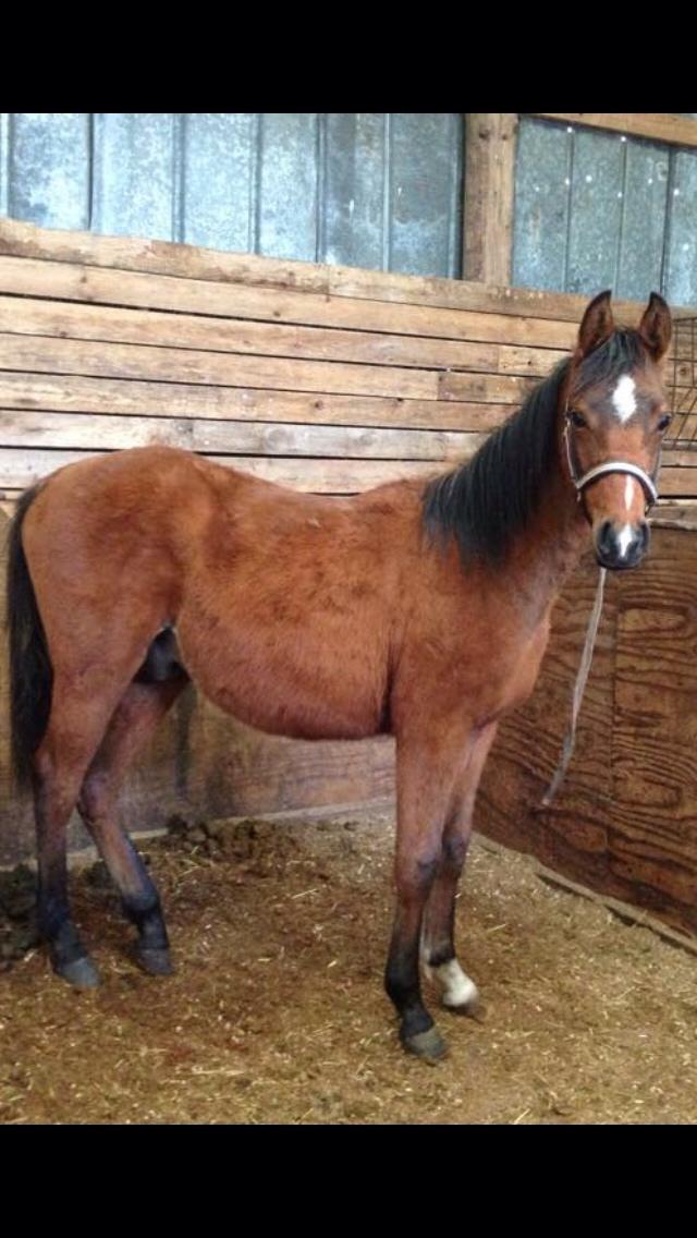 Arabisk fuldblod (OX) Sir Caspian Geza R I Pox billede 24