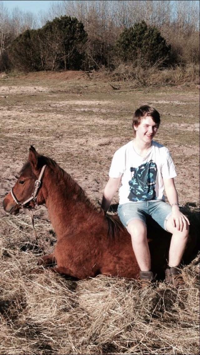 Arabisk fuldblod (OX) Sir Caspian Geza R I Pox billede 25