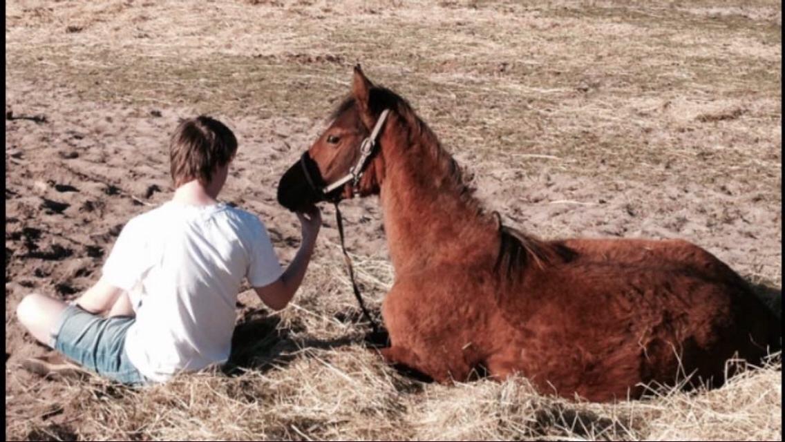 Arabisk fuldblod (OX) Sir Caspian Geza R I Pox billede 27