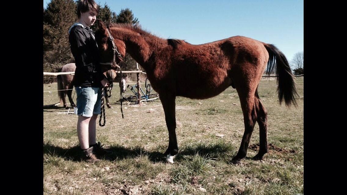 Arabisk fuldblod (OX) Sir Caspian Geza R I Pox billede 26