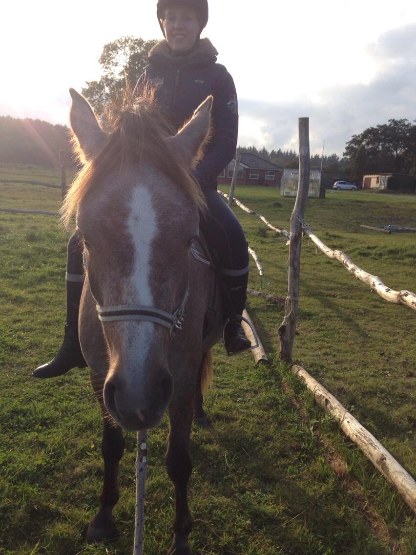 Anden særlig race Garcia Fox pox solgt billede 26