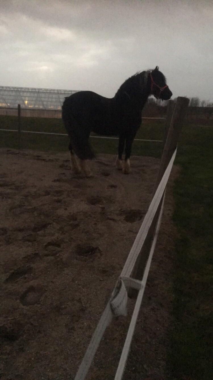 Frieser Afroditte billede 9