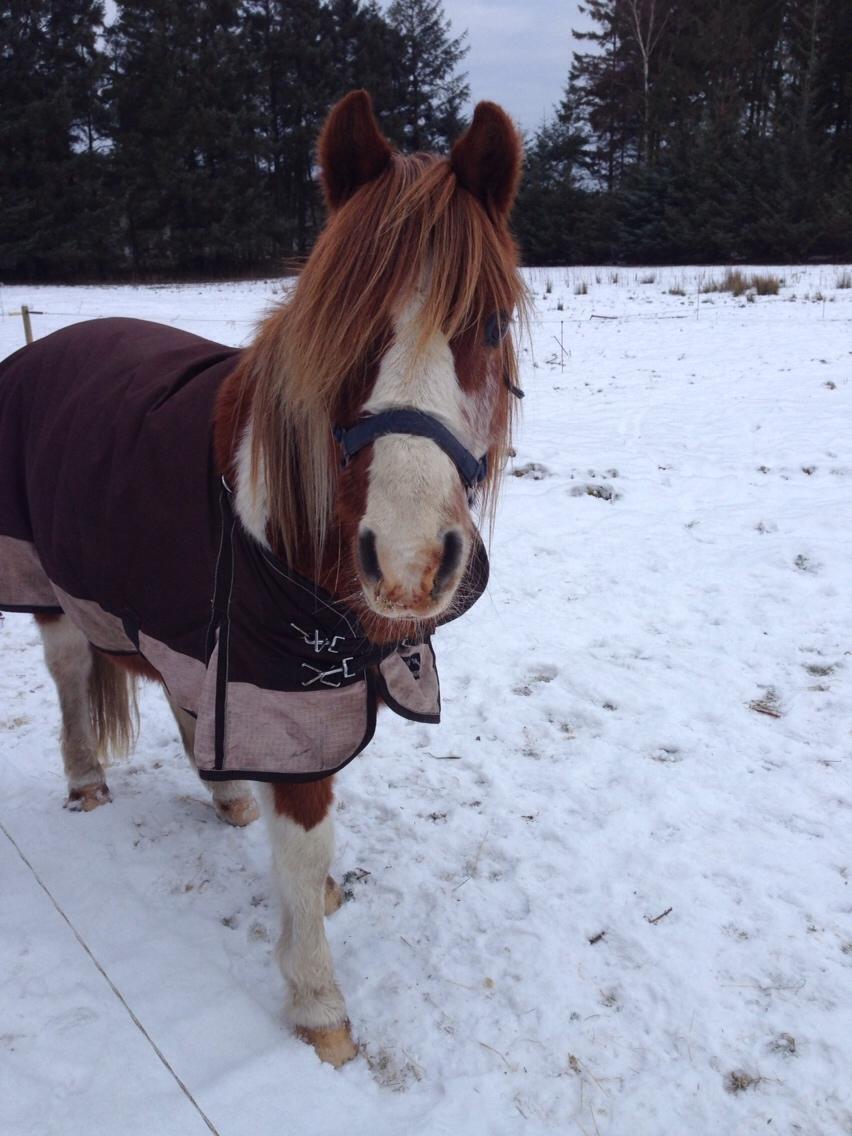 Anden særlig race Tito billede 21