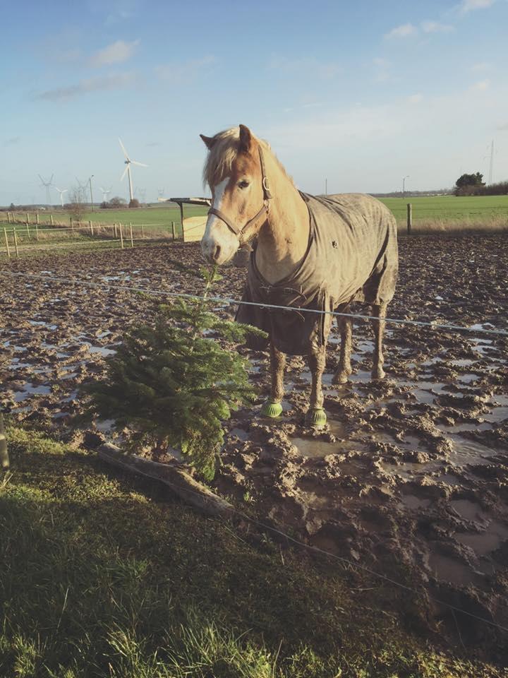 Tyroler Haflinger Nolle  billede 4