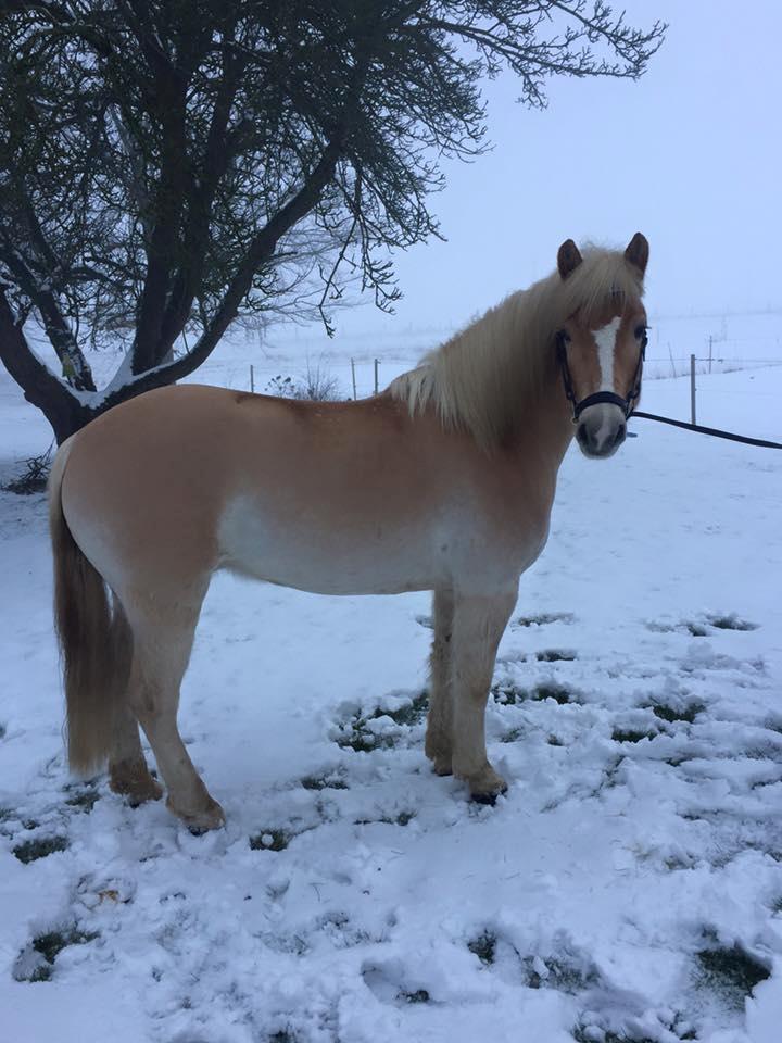 Tyroler Haflinger Nolle  billede 5