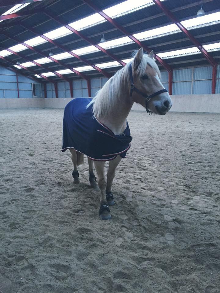 Tyroler Haflinger Nolle  billede 19