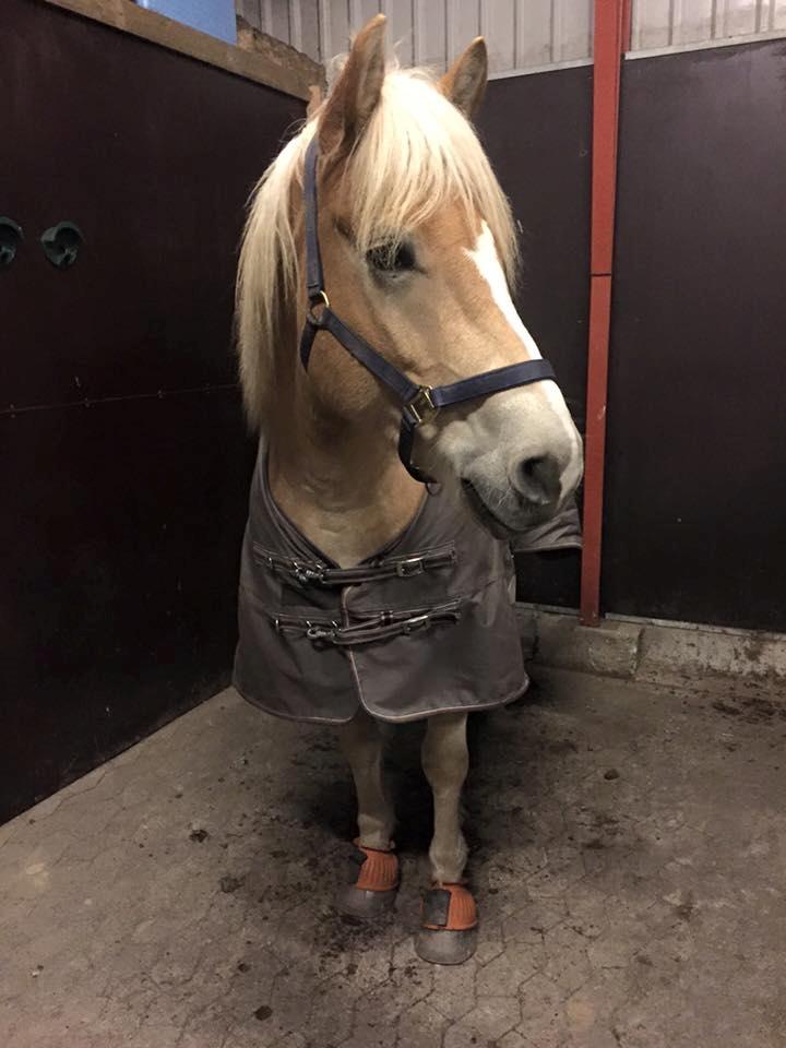 Tyroler Haflinger Nolle  billede 6