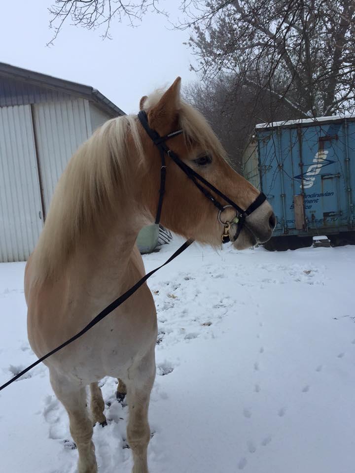 Tyroler Haflinger Nolle  billede 8