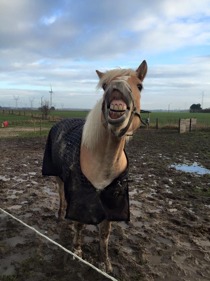 Tyroler Haflinger Nolle  billede 11