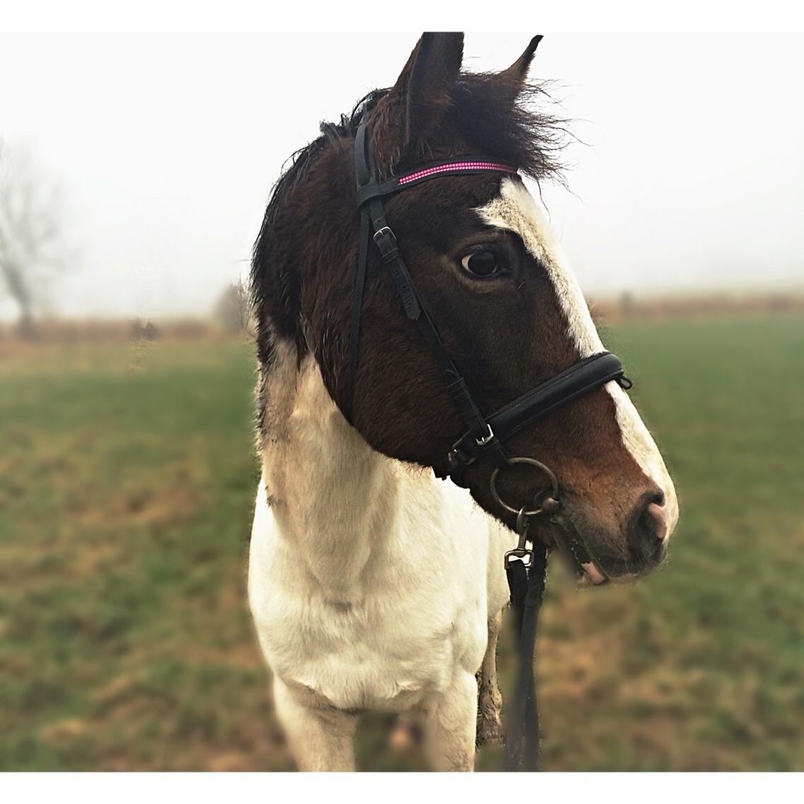 Pinto Rosenlyst's Queen Of Hearts billede 17