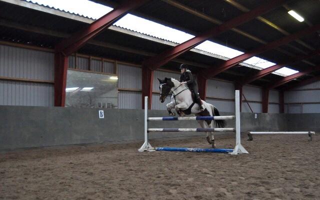 Pinto Randrupmølles Grace Kelly billede 7