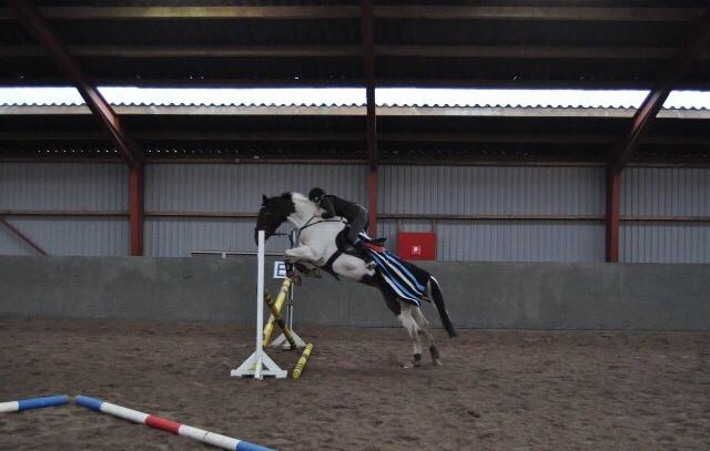 Pinto Randrupmølles Grace Kelly billede 4