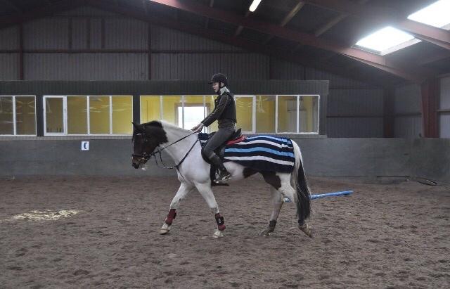 Pinto Randrupmølles Grace Kelly billede 9