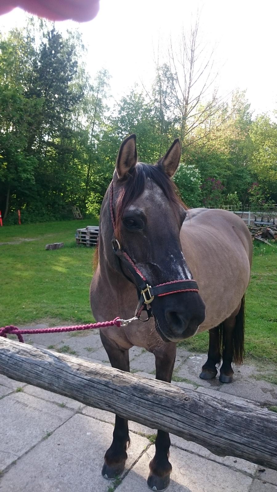 Konik Polski Musse billede 1