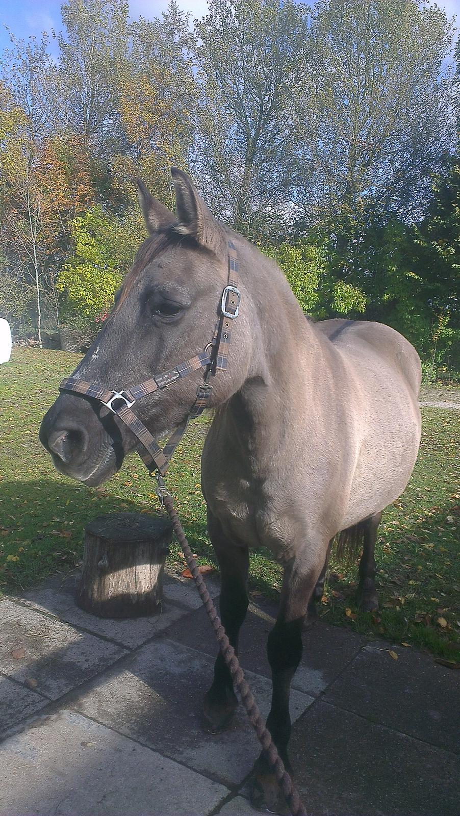 Konik Polski Musse billede 2