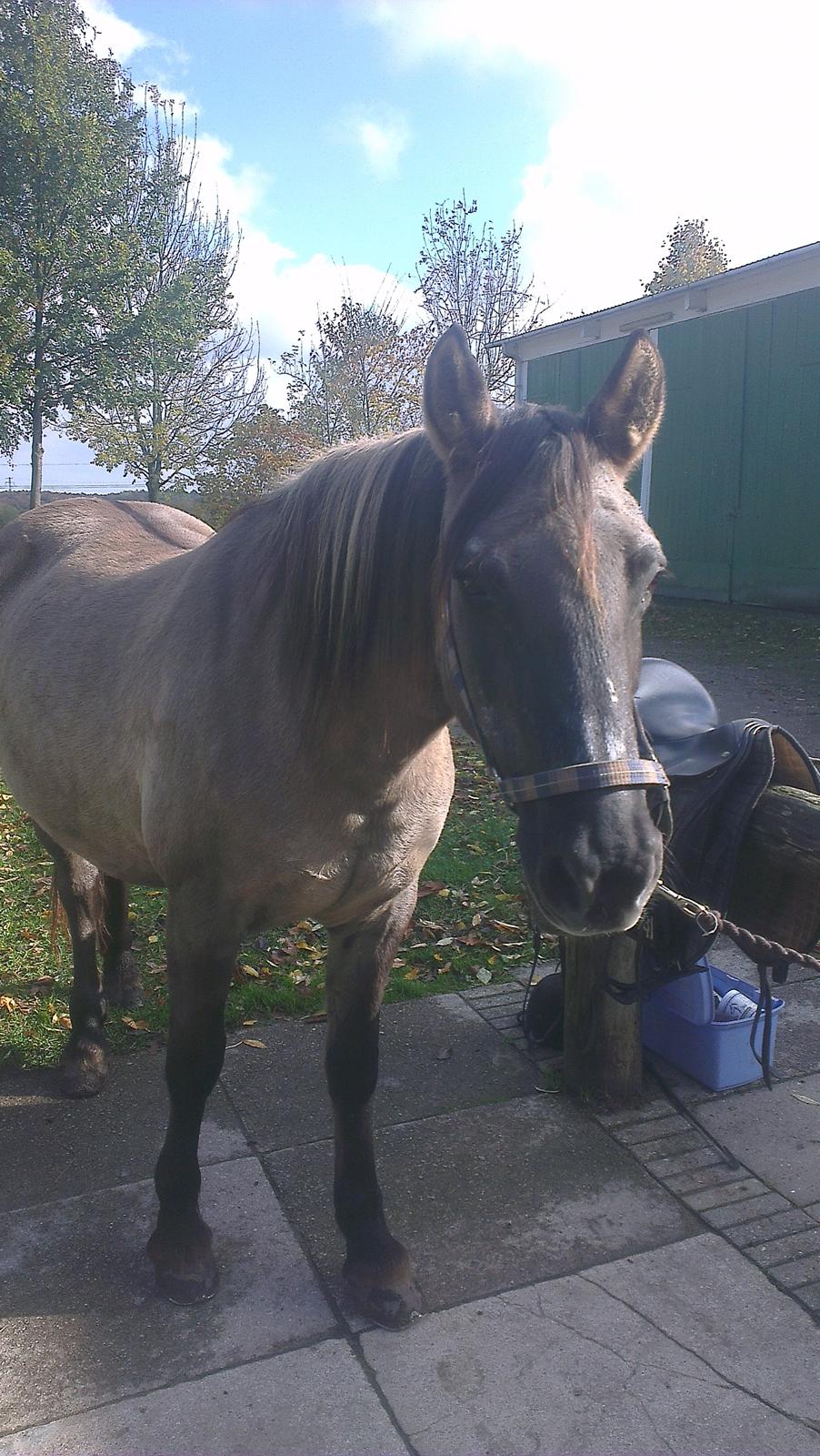 Konik Polski Musse billede 3