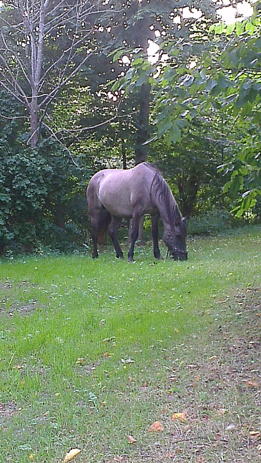 Konik Polski Musse billede 4