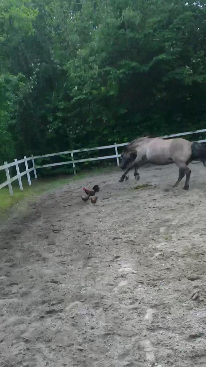 Konik Polski Musse billede 5