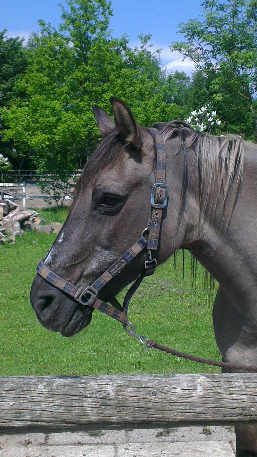 Konik Polski Musse billede 6