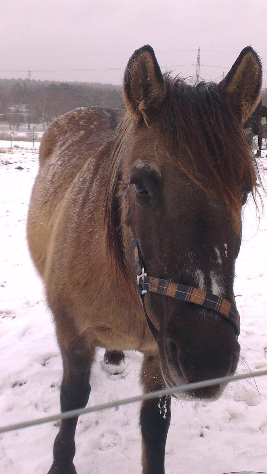 Konik Polski Musse billede 7