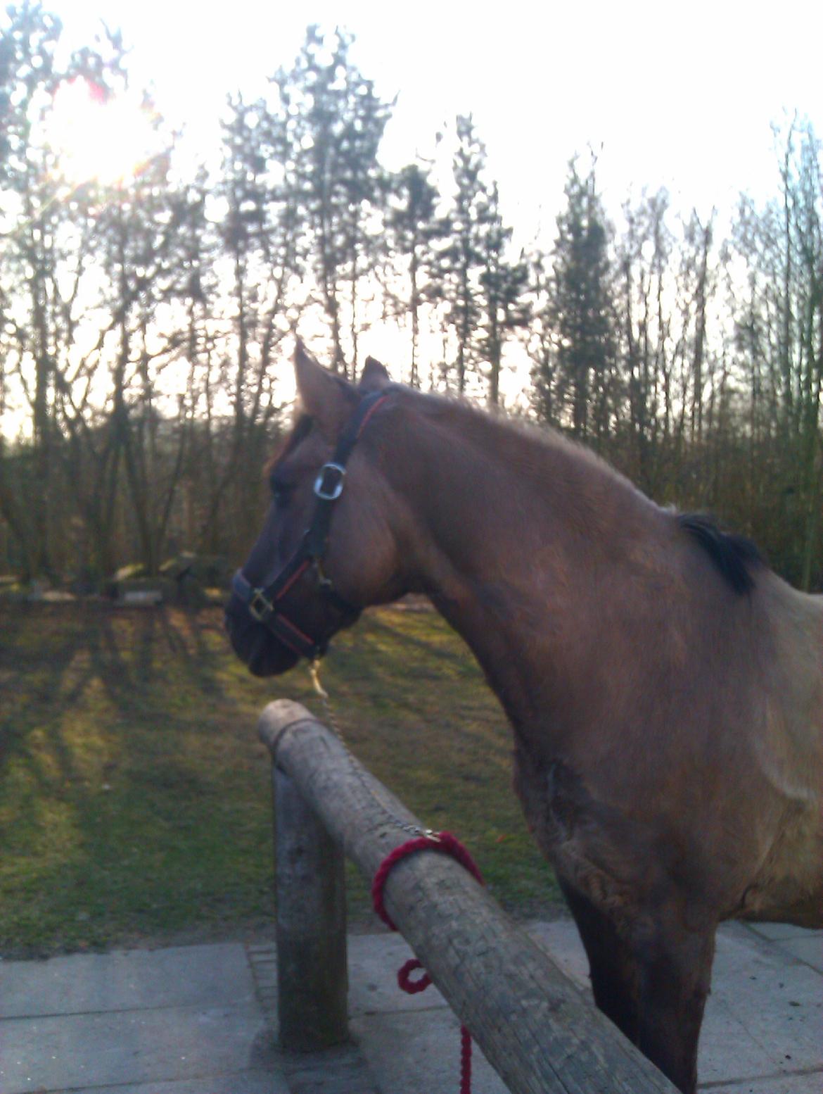 Konik Polski Musse billede 9