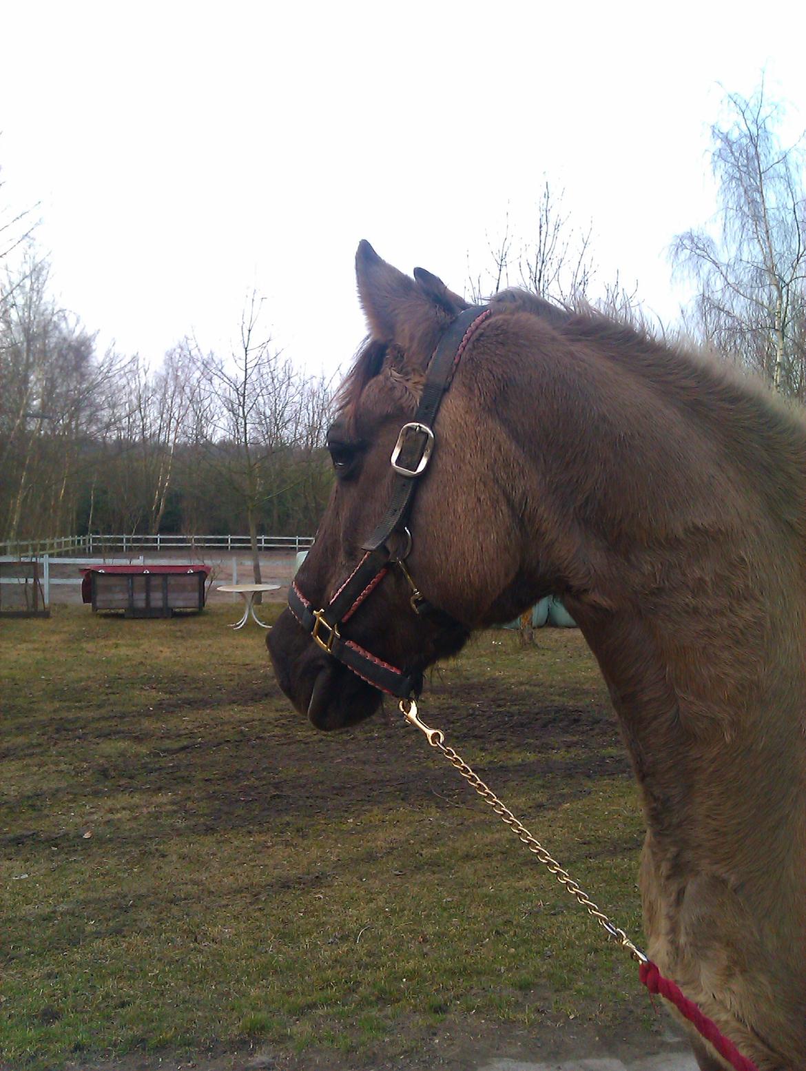 Konik Polski Musse billede 10