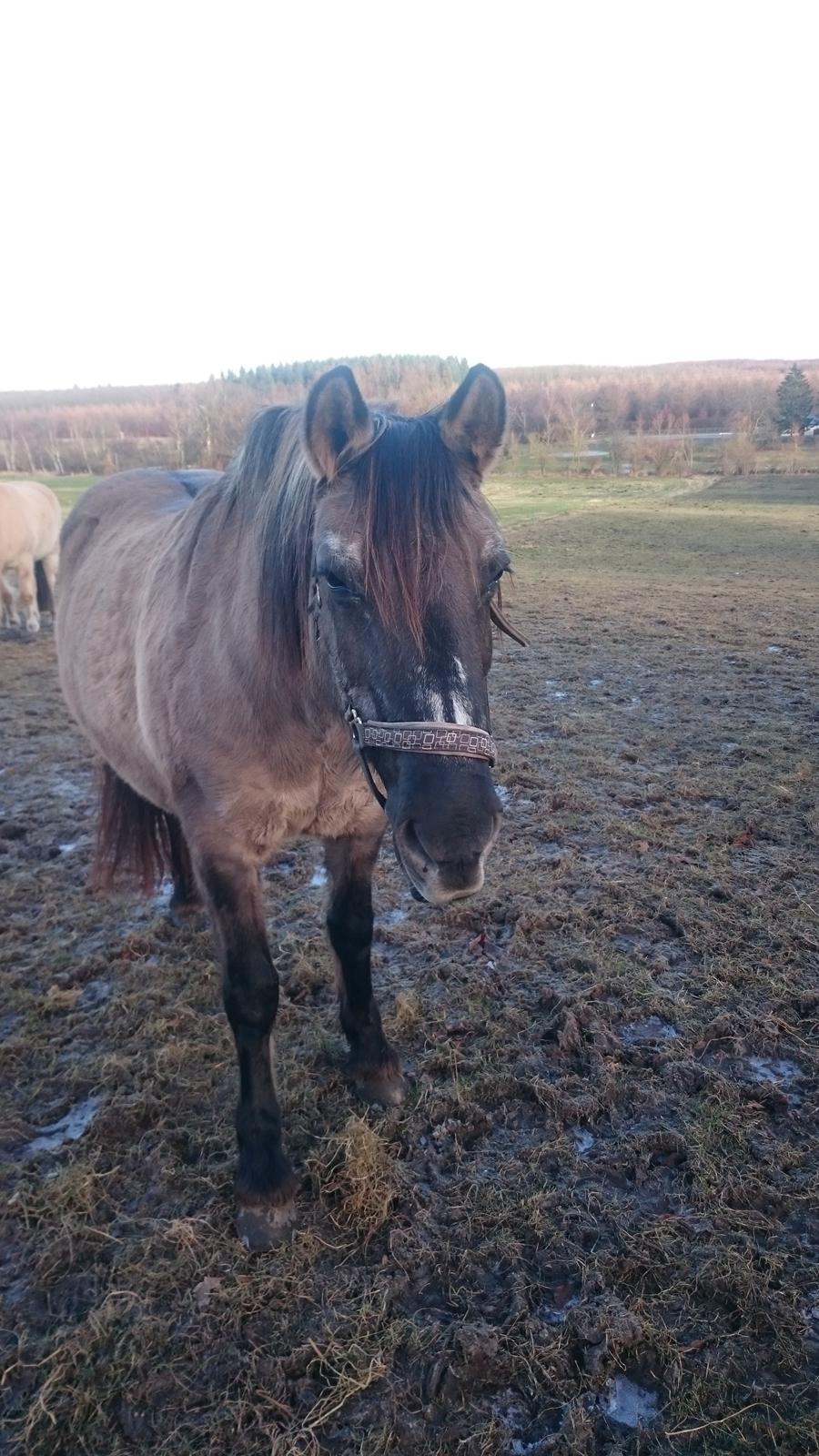 Konik Polski Musse billede 11