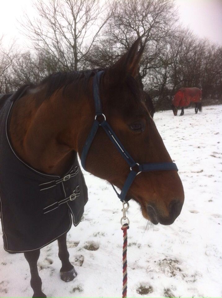 Traver Quiz billede 18