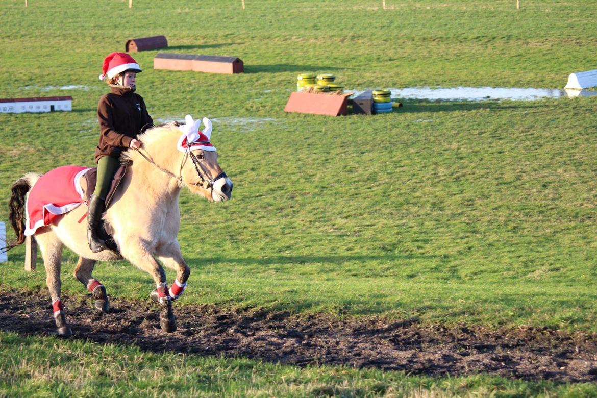 Fjordhest Sif (pony) ¤my soulmate¤ billede 11