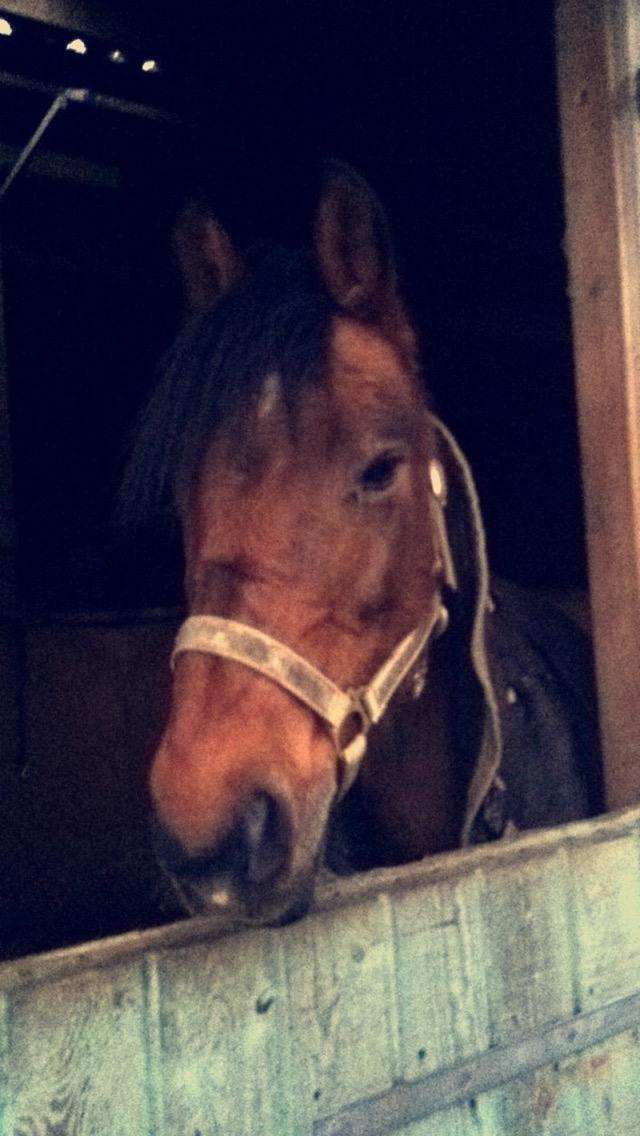 Anden særlig race Freica  billede 4