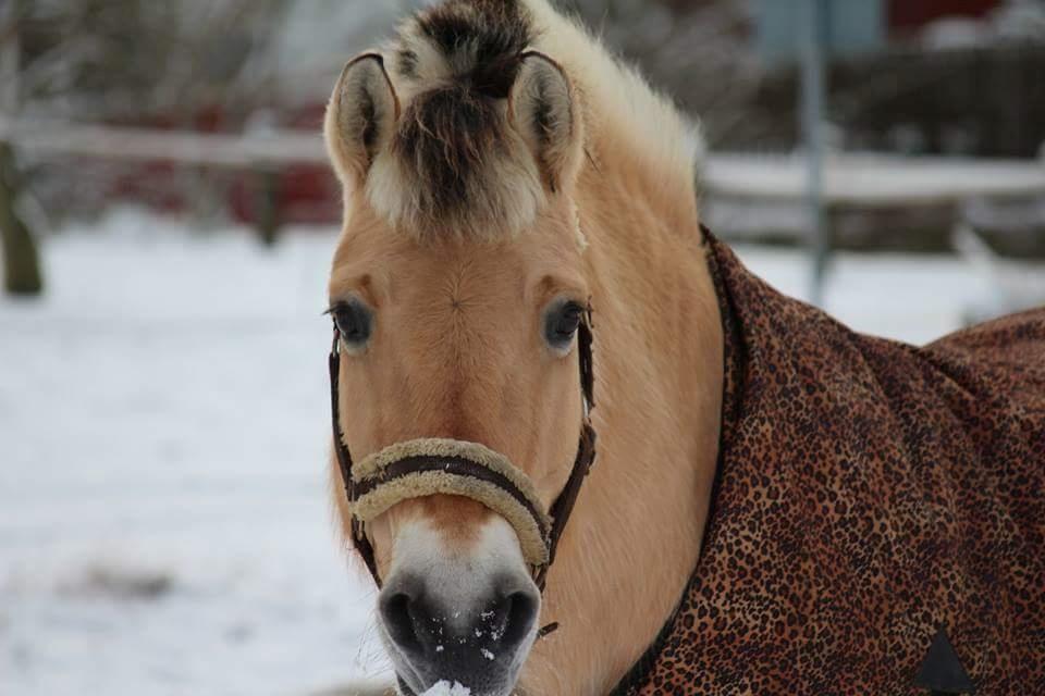 Fjordhest Sif (pony) ¤my soulmate¤ billede 6